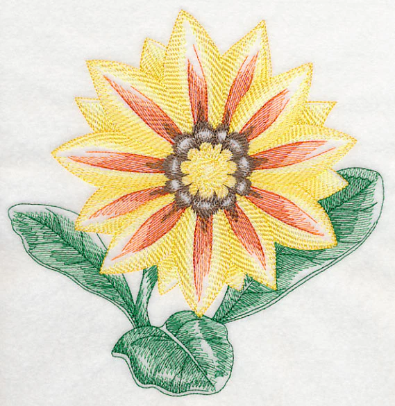 Gazania Beauty