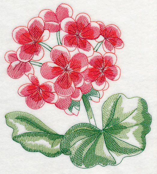 Geranium Beauty