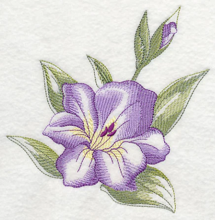 Gladiolus Beauty - Image 3