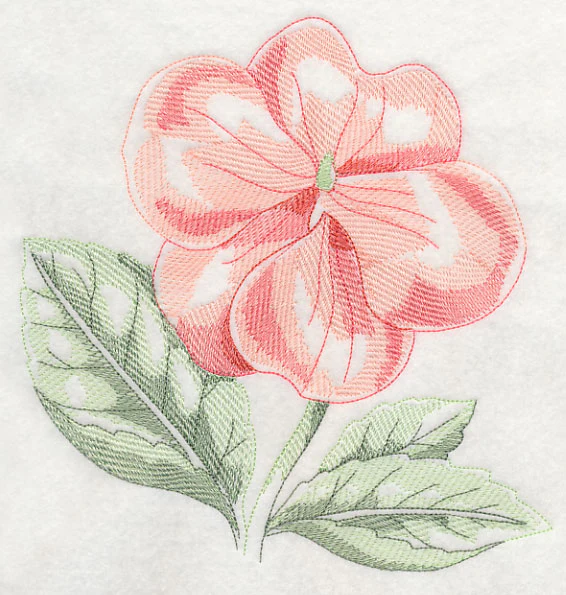 Impatiens Beauty