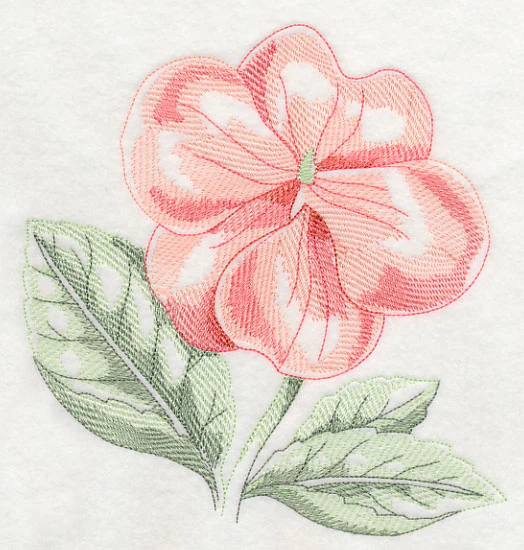 Impatiens Beauty - Image 2