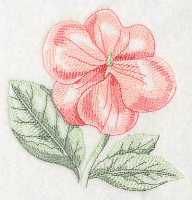 Impatiens Beauty - Image 4