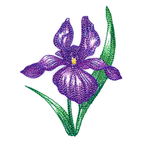 Iris in Bloom - Image 5