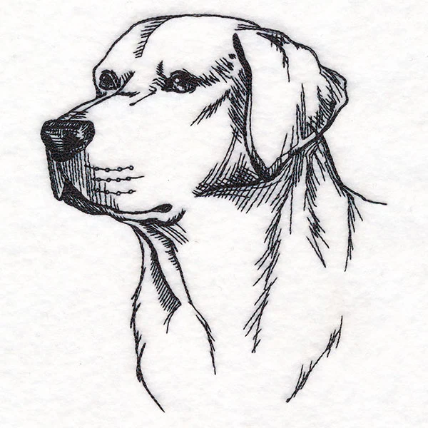 Labrador Retriever Portrait Etching - Image 5