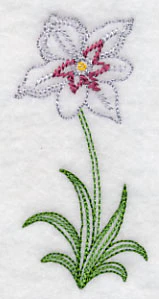 Long Stemmed Gladiolus Murielae (Vintage) - Image 4