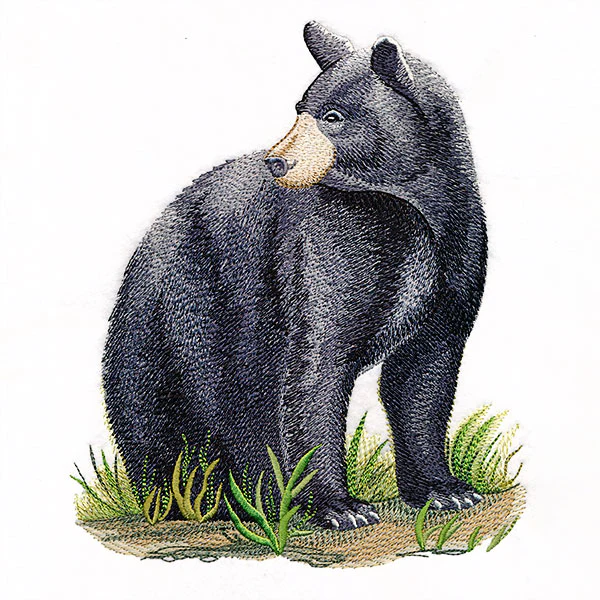Majestic Black Bear