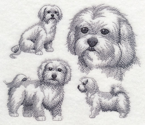 Maltese Sketch - Image 2
