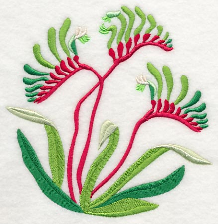 Mangles Kangaroo Paw - Image 3