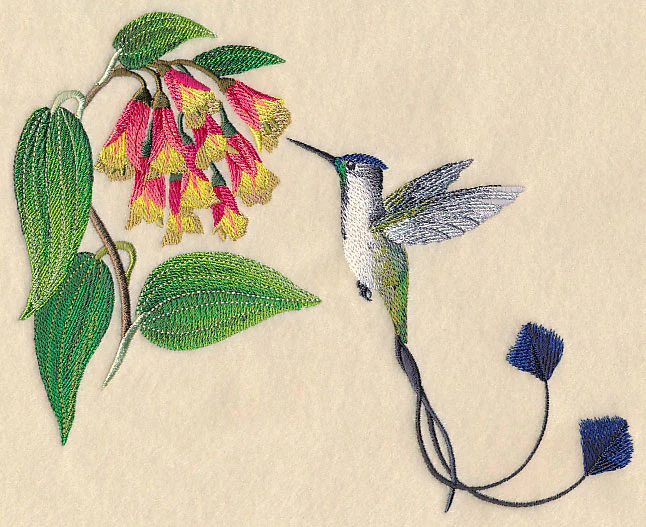 Marvelous Spatuletail Hummingbird