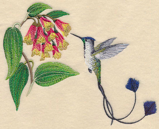 Marvelous Spatuletail Hummingbird - Image 2