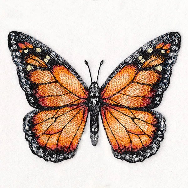 Monarch Specimen - Image 5