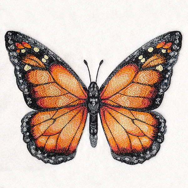 Monarch Specimen - Image 7