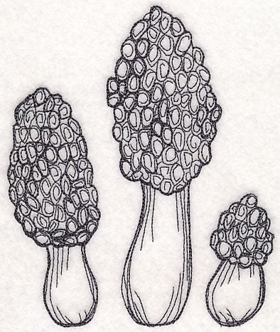 Morel Mushroom Etching - Image 3