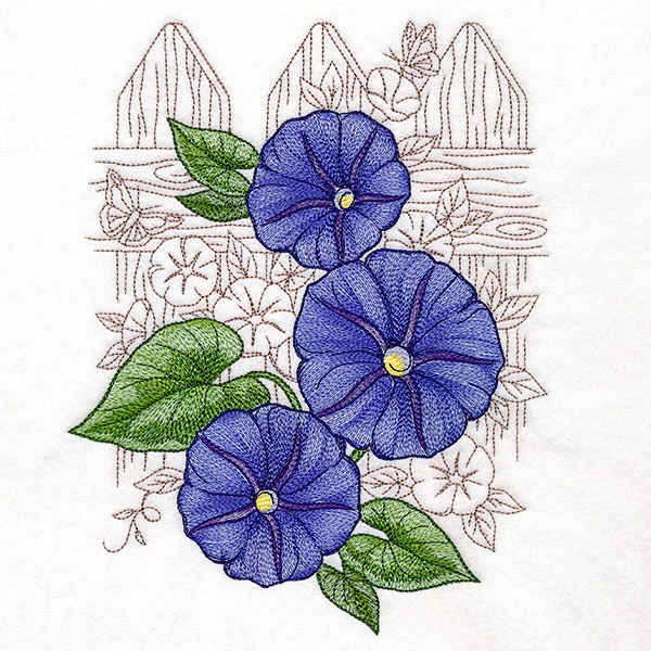 Morning Glory Echo