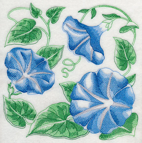 Morning Glory Sketch