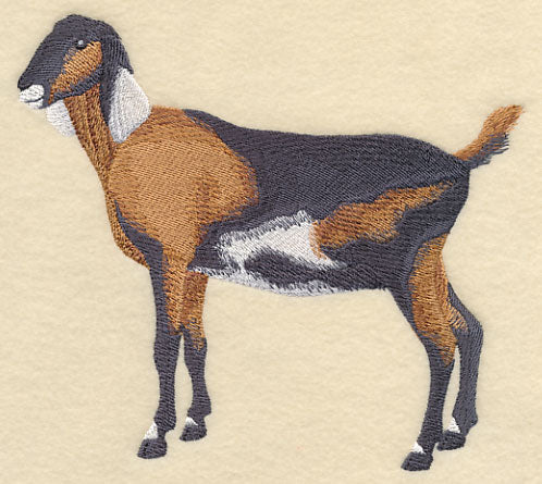 Nubian Goat 1 - Image 4