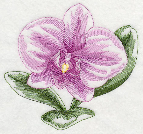 Phalaenopsis Beauty - Image 3