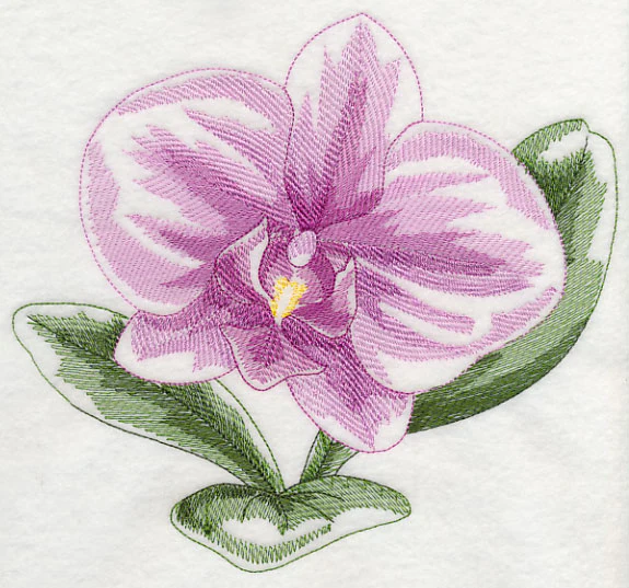 Phalaenopsis Beauty - Image 6