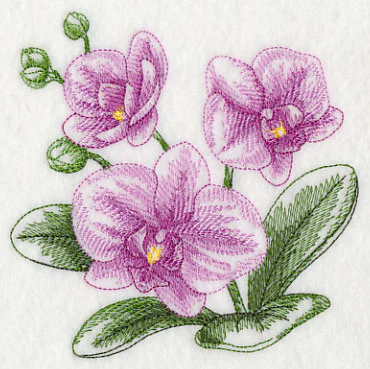 Phalaenopsis Sketch - Image 4