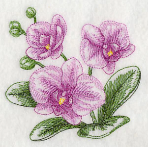 Phalaenopsis Sketch - Image 5