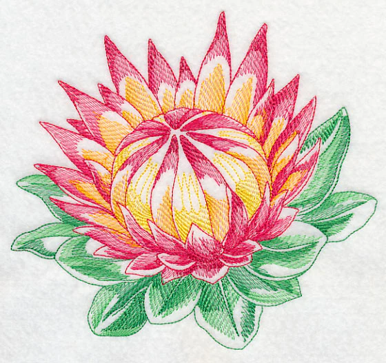 Protea Beauty
