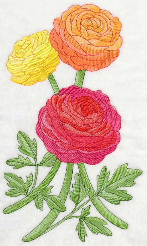 Radiant Ranunculus 1 - Image 5