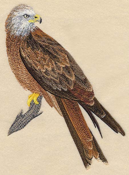 Red Kite Perching - Image 2