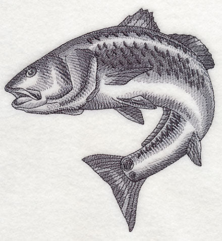 Redfish Sketch - Image 4