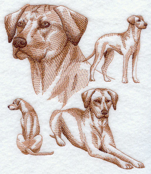 Rhodesian Ridgeback Sketch - Image 2