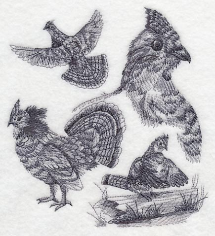 Ruffed Grouse Sketch - Image 2
