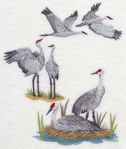 Sandhill Crane Collage - Image 2