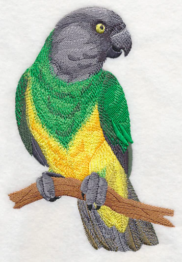 Senegal Parrot on Branch
