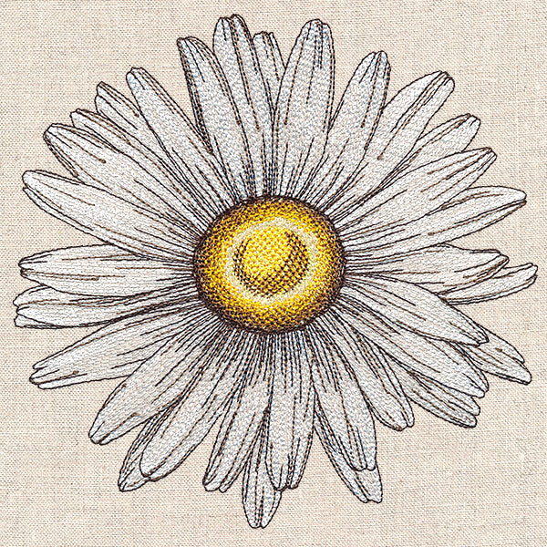 Shining Daisy - Image 3