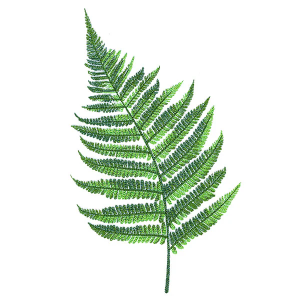 Simple Fern - Image 4