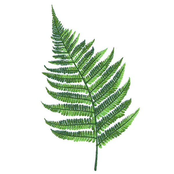 Simple Fern - Image 7