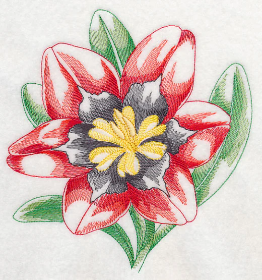 Sparaxis Beauty - Image 2