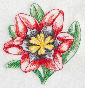 Sparaxis Beauty - Image 5