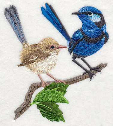 Splendid Fairy-wren Pair - Image 3