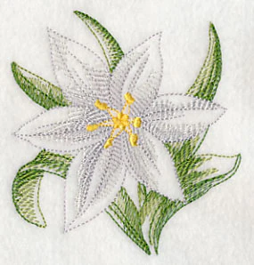 Star of Bethlehem Beauty - Image 5