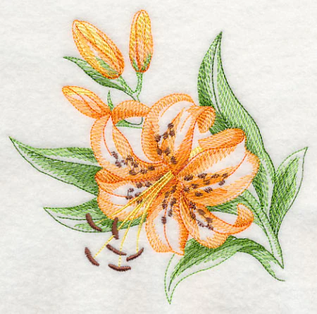 Tiger Lily Beauty - Image 3