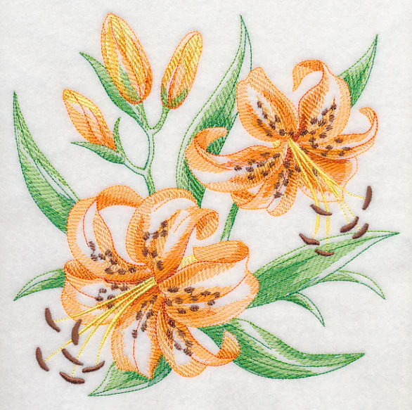 Tiger Lily Sketch