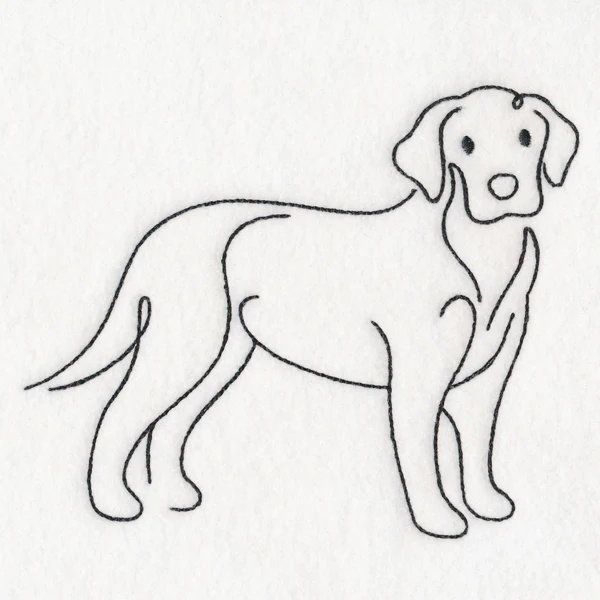 Top of the Line - Labrador - Image 3