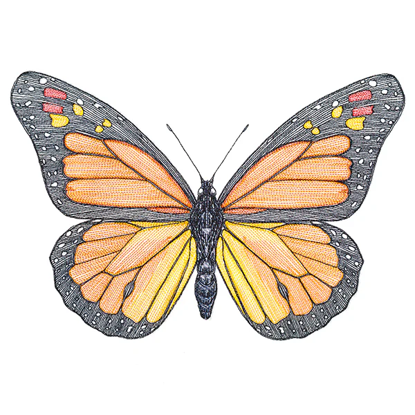 Vibrant Monarch Etching