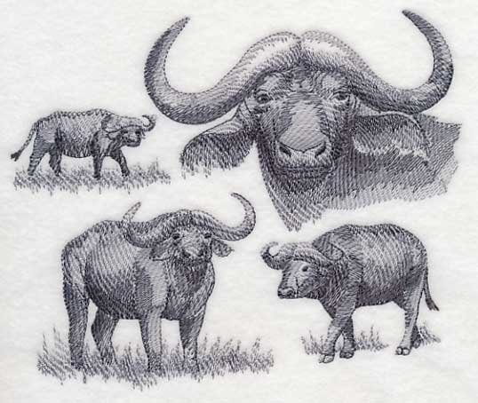 Water Buffalo Sketch - Image 3