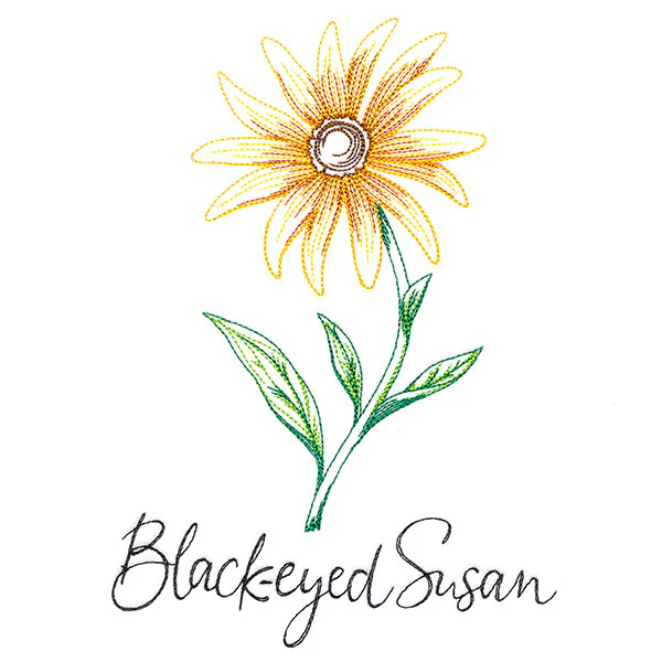 Wild Blooms - Black-Eyed Susan - Image 3