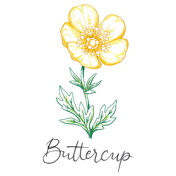 Wild Blooms - Buttercup - Image 2