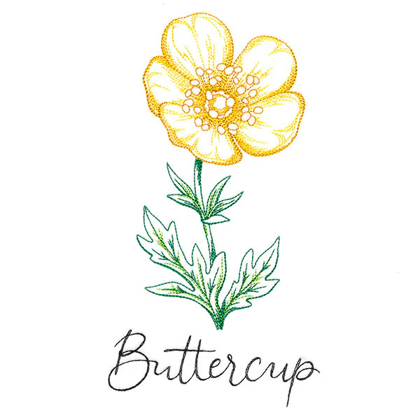 Wild Blooms - Buttercup - Image 3