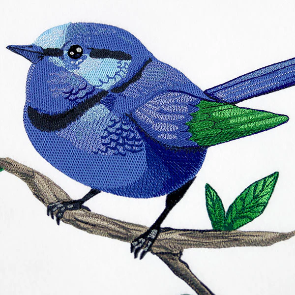 Wild & Blue Splendid Fairywren - Image 4