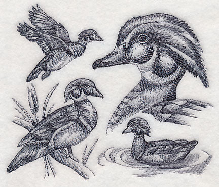 Wood Duck Sketch - Image 3